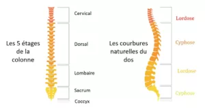 schéma lombalgie colonne vertébrale bas du dos